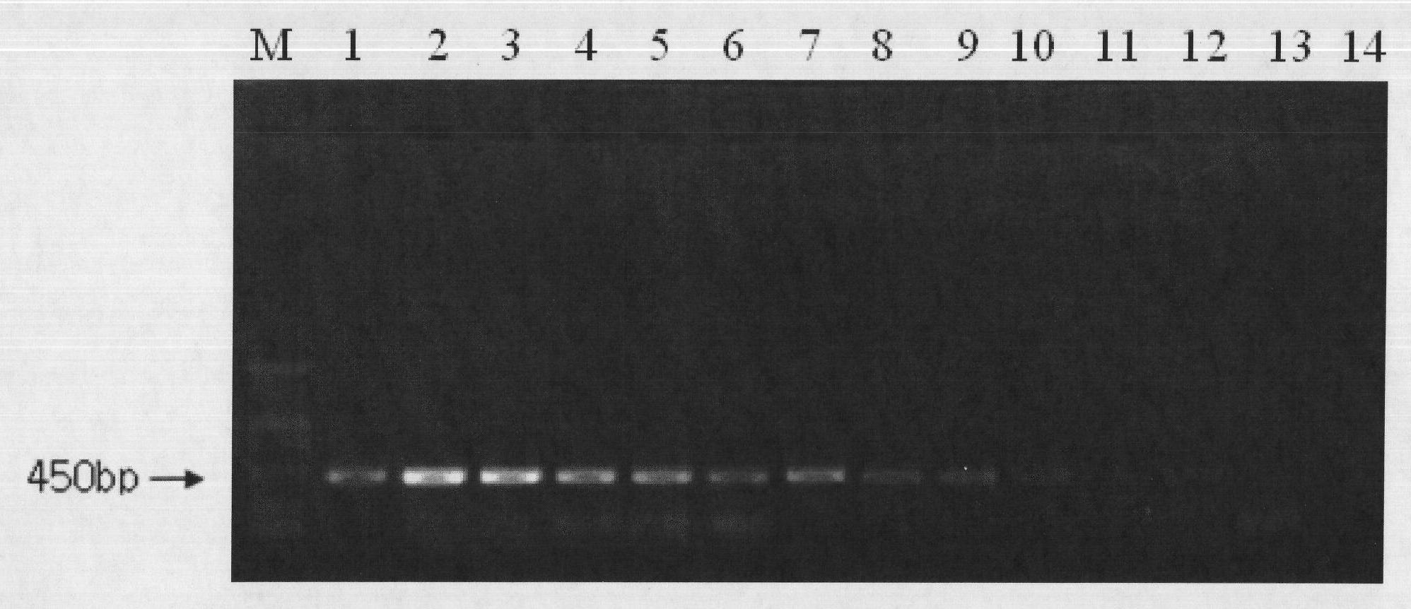 Method for identifying life or death of cells of food-borne pathogenic bacteria