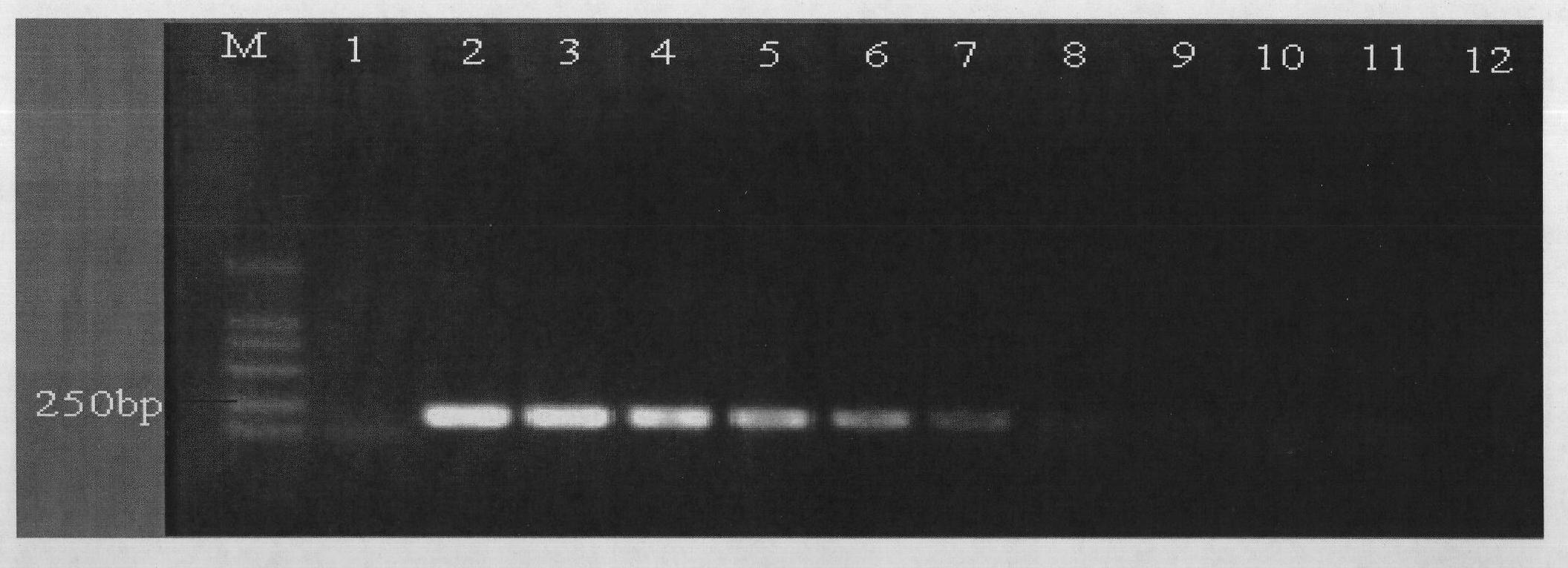 Method for identifying life or death of cells of food-borne pathogenic bacteria