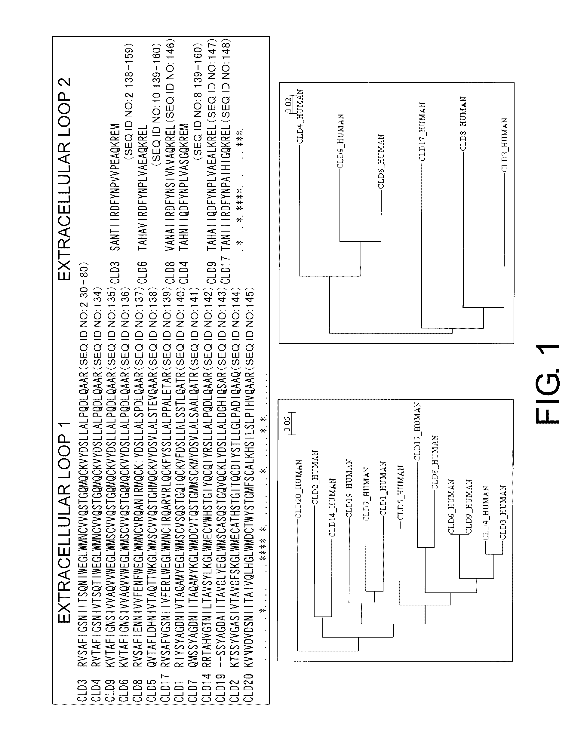Anti-Claudin 3 Monoclonal Antibody and Treatment and Diagnosis of Cancer Using the Same