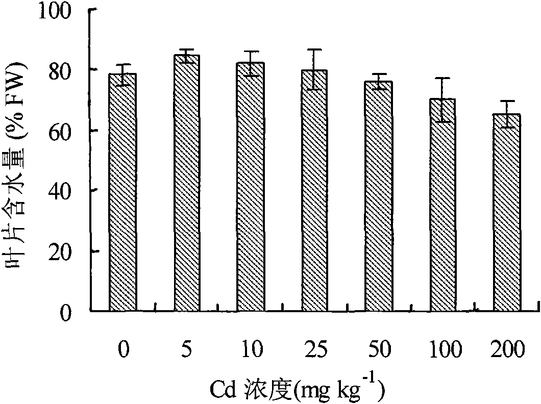 Method utilizing liana honeysuckles to remedy cadmium contaminated soil
