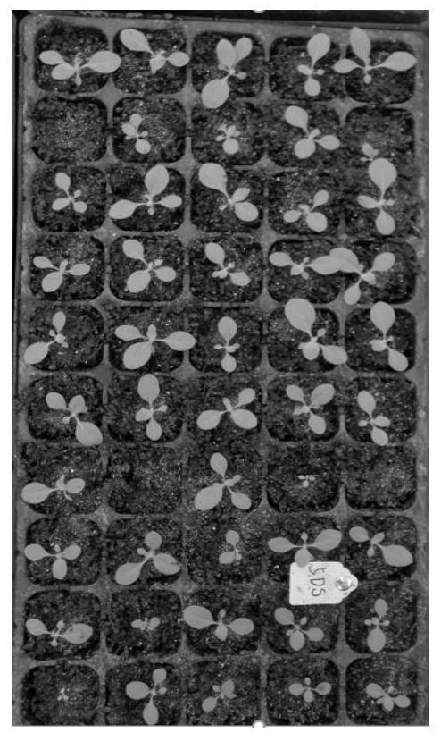 Tobacco seed germination-promoting stress-resistant seedling-strengthening composition, preparation and use method