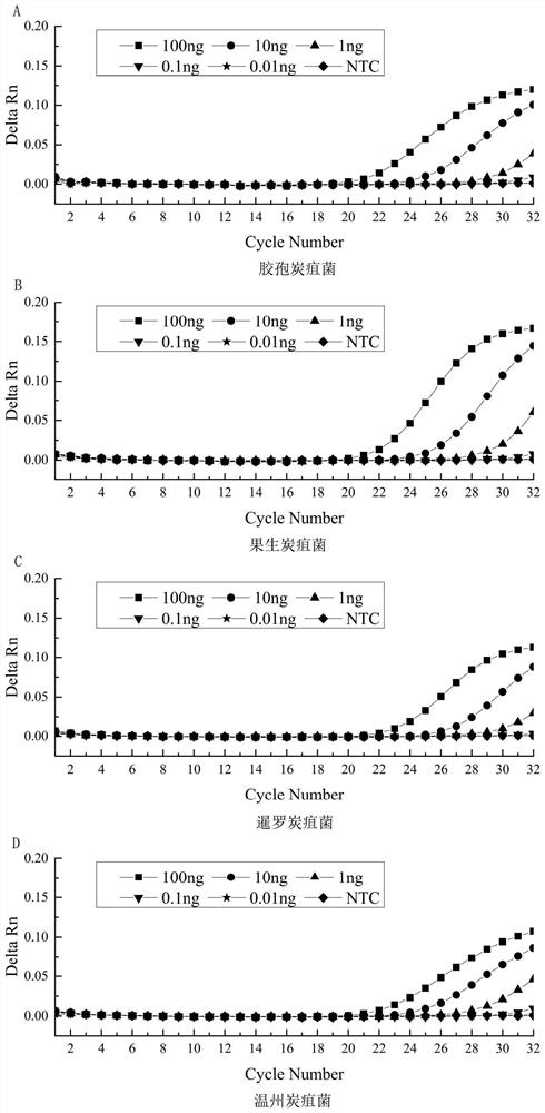 Real-time fluorescence PCR detection primer probe combination of four Chinese fir anthracnose pathogenic bacteria, detection kit and application thereof