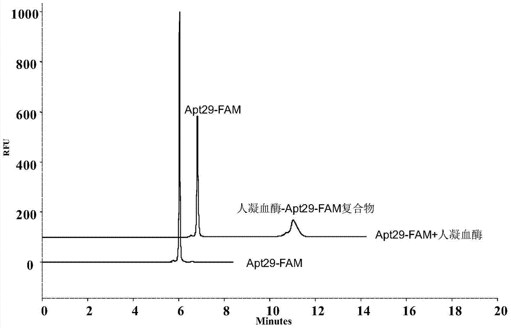 Capillary Electrophoresis Method for On-line Reaction Separation of Protein-oligonucleic Acid Complex
