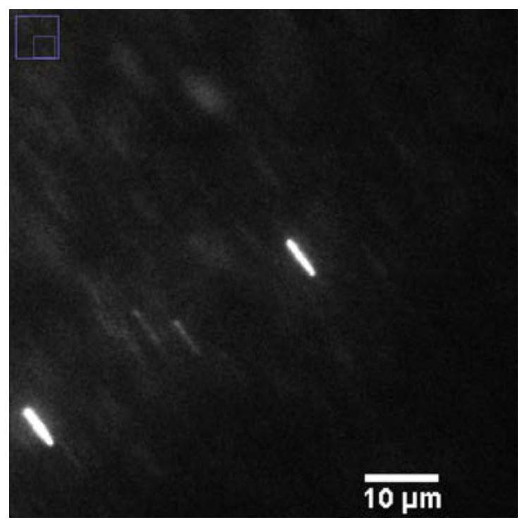 A Method for Acquiring Microscopic Motion Information Under Shear Field Using Fluorescence Wide-field Imaging