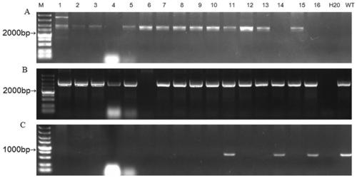 Application of magnaporthe grisea gene MoHXT2 in regulation and control of botanical glycoside transport function