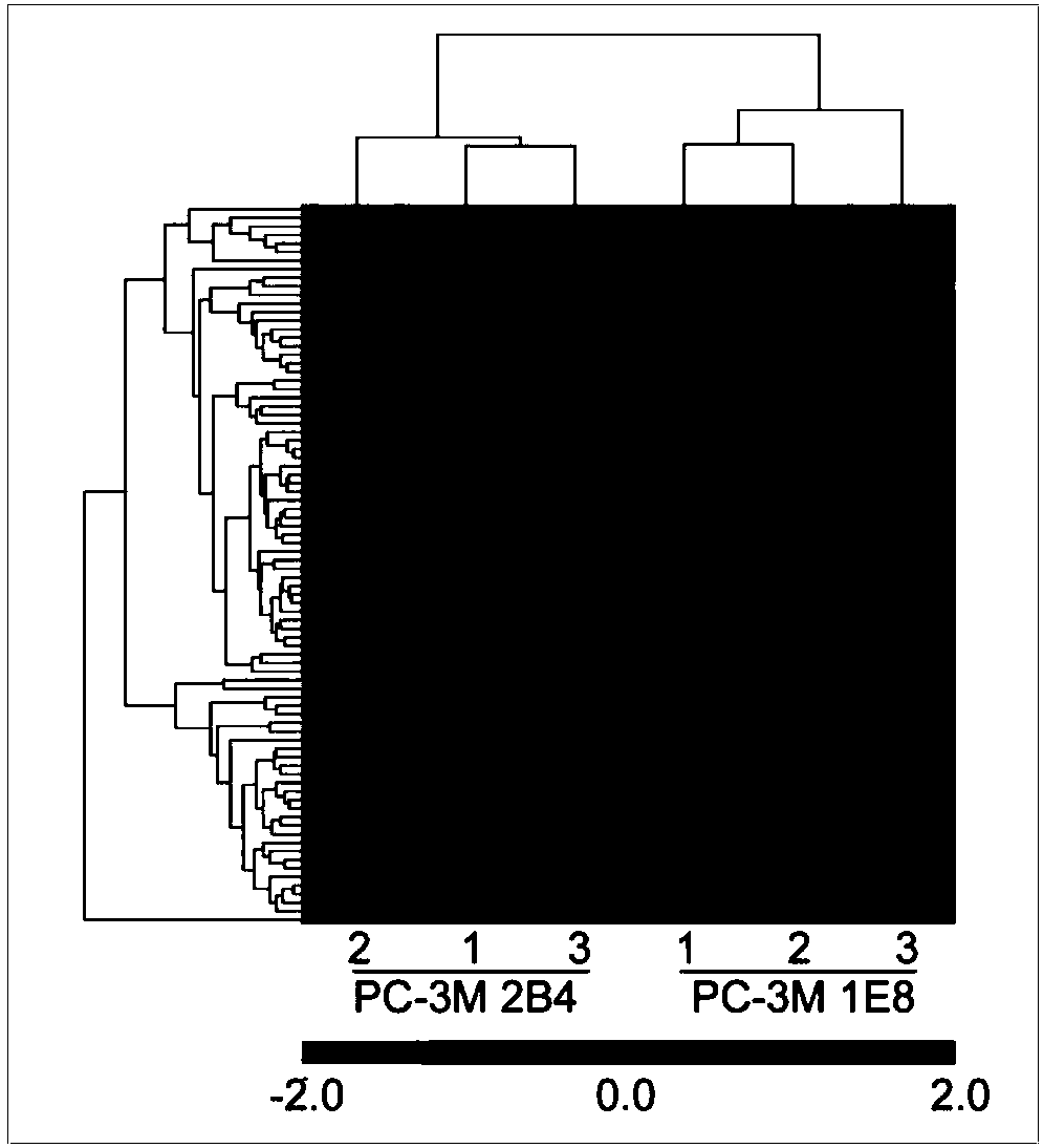 Circulating tumor cell metabolic typing marker and application thereof