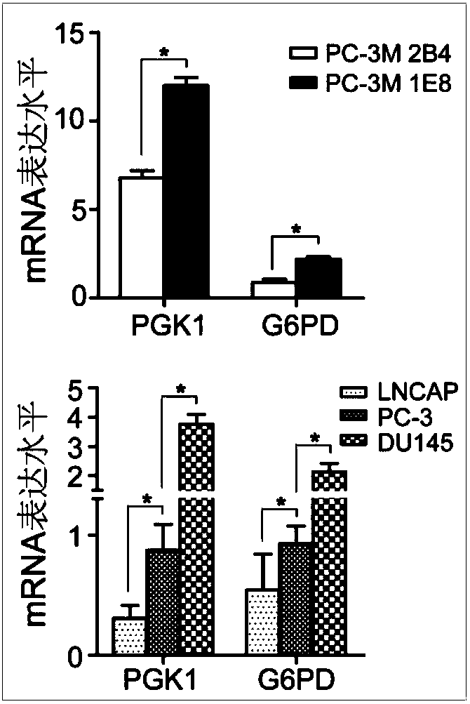 Circulating tumor cell metabolic typing marker and application thereof