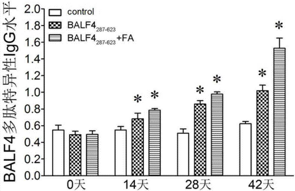 Clone, expression and application of BALF4 polypeptide