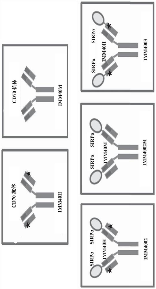 Recombinant fused protein targeting CD47 and CD70 as well as preparation and application of recombinant fused protein