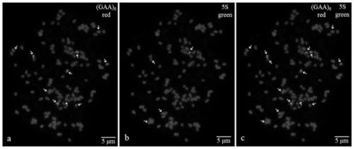 Fluorescence in situ hybridization method for metaphase chromosomes of Zanthoxylum bungeanum