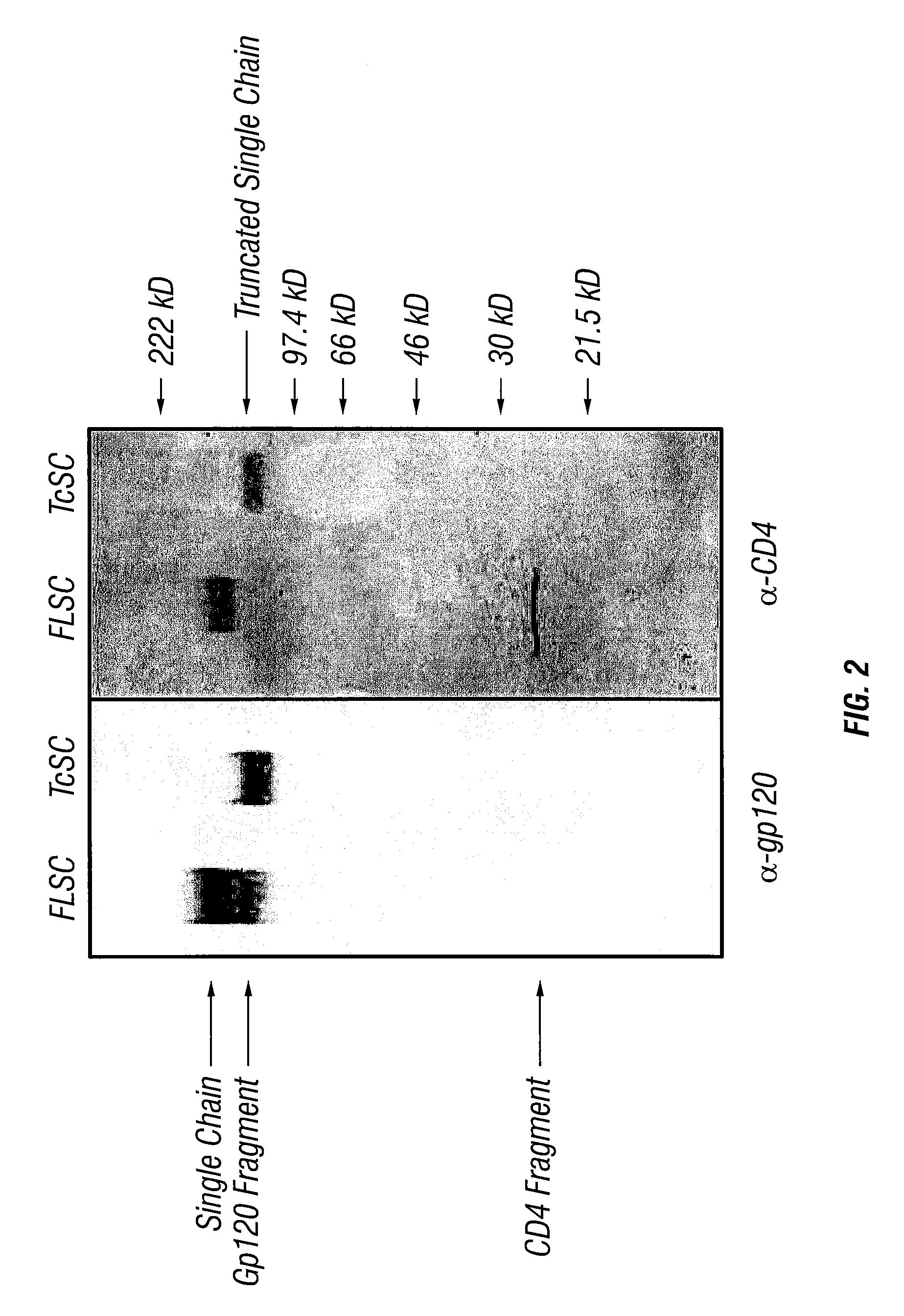 Virus coat protein/receptor chimeras and methods of use