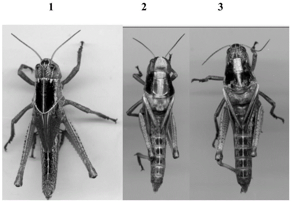 Insect chitin deacetylate enzyme genes 1 and application of insect chitin deacetylate enzyme genes 1 in pest control