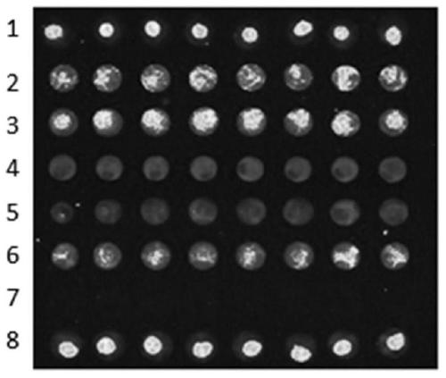 A method for detecting porcine viral diseases based on tem-pcr and gene chip