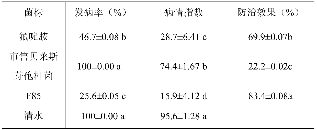 Bacillus velezensis for preventing and treating clubroot disease and application of Bacillus velezensis