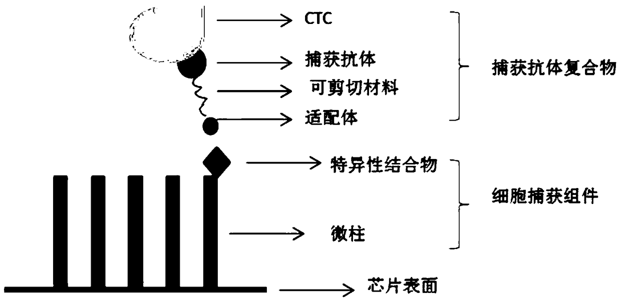 ctc protein typing kit based on microfluidic technology