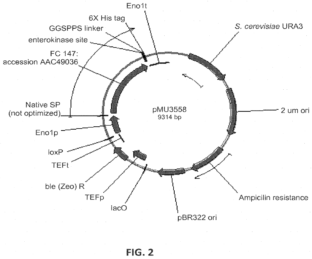 Expression of beta-glucosidases for hydrolysis of lignocellulose and associated oligomers