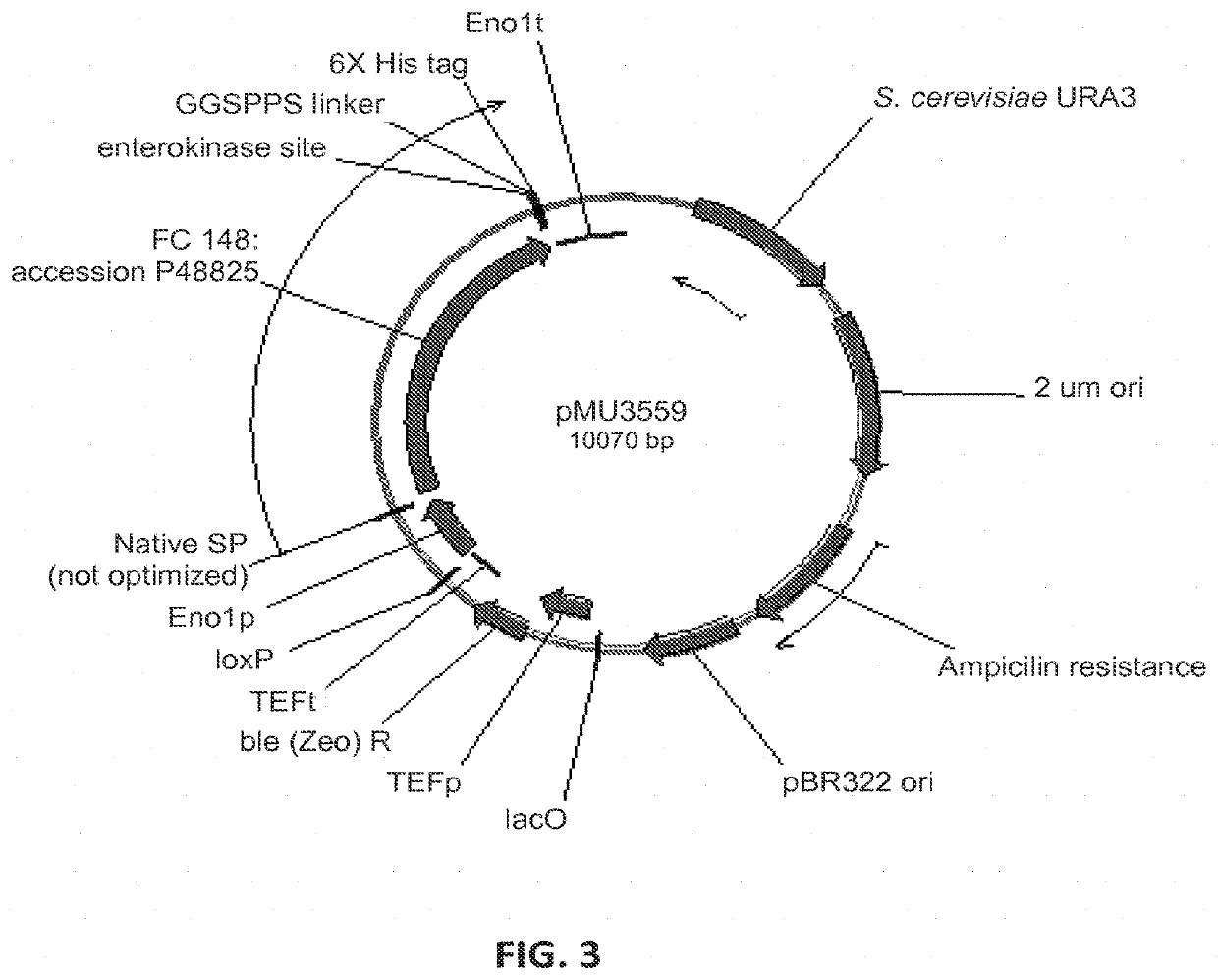 Expression of beta-glucosidases for hydrolysis of lignocellulose and associated oligomers