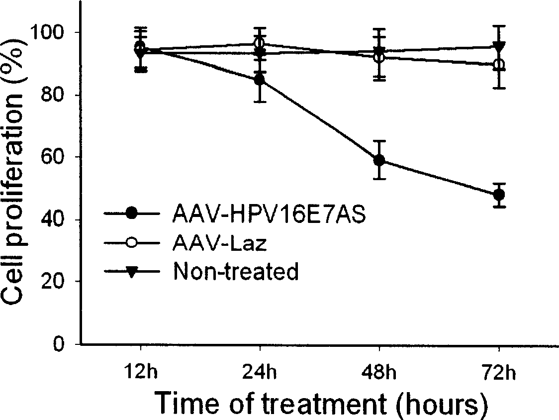 Construction scheme and use of recombinant adeno related virus containing 16 type HPV antisense E7 gene