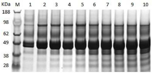 A kind of recombinant bacteria producing alkaline pectinase and its application