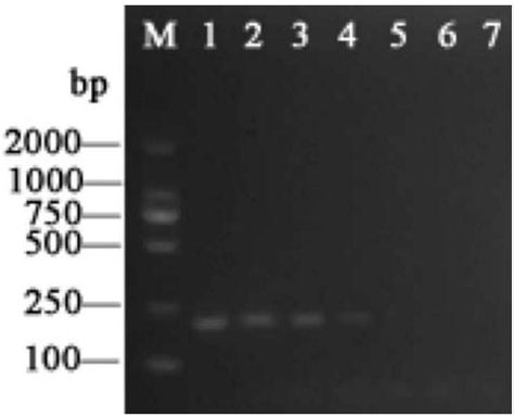 Primers and method used for multi-target fast identification of bactrocera macquart