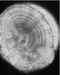 Salmon otolith marking method based on Morse password rule