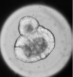 Salmon otolith marking method based on Morse password rule