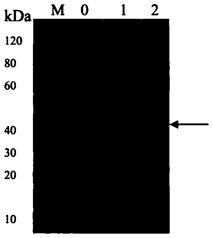 E2 recombinant protein and application thereof
