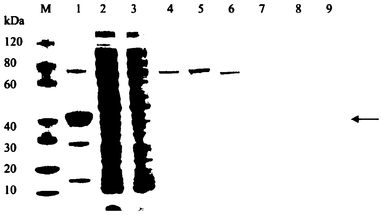 E2 recombinant protein and application thereof
