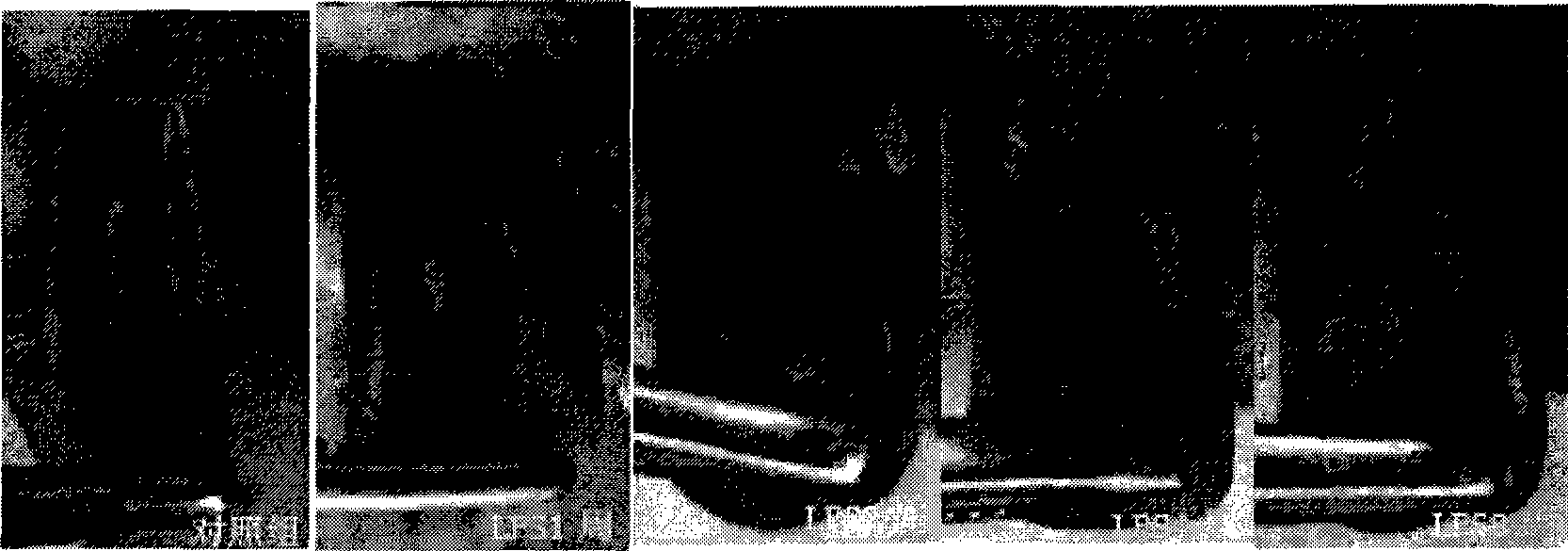 Rat model of intrinsic heat blood stasis syndrome