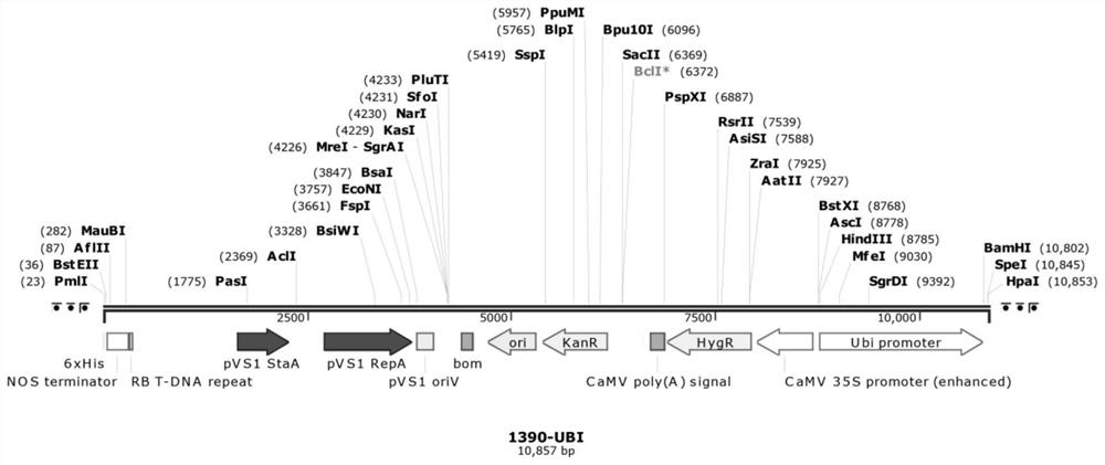 Application of zizania sinensis ZlRc gene in increasing procyanidine content of rice seeds