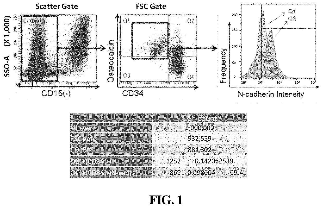 Composition for diagnosis of bone metastasis of cancer and kit comprising same