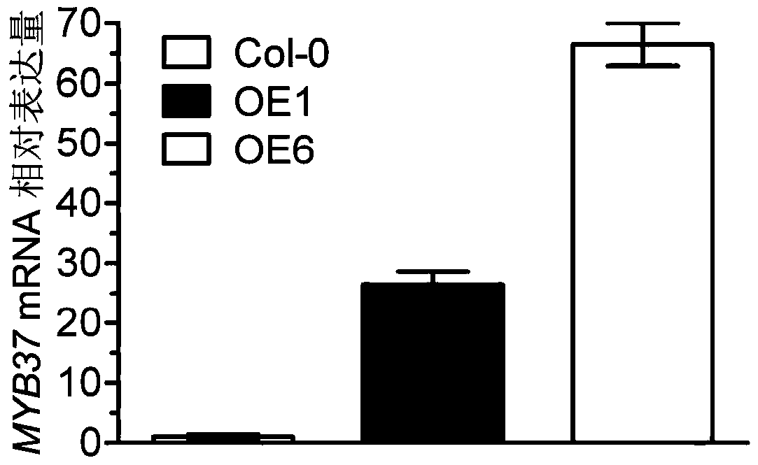 Application of myb37 protein and its coding gene in regulating plant seed germination