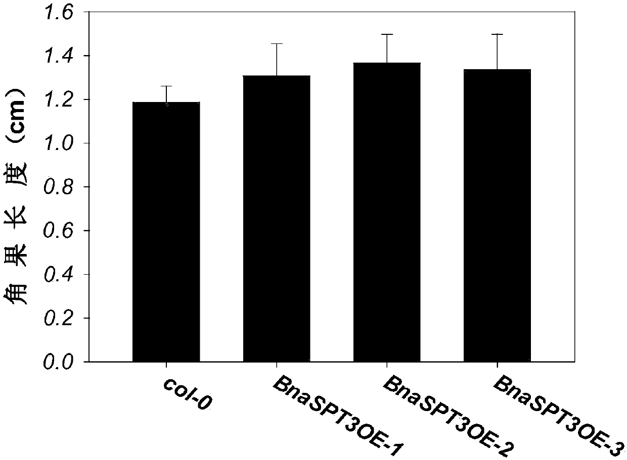 Application of Rapeseed bnaspt3 Gene in Promoting Dicotyledonous Silique Growth