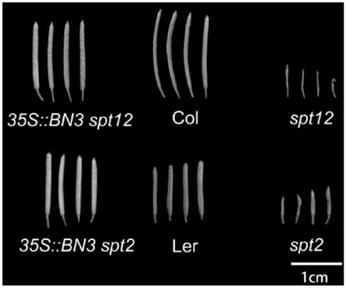 Application of Rapeseed bnaspt3 Gene in Promoting Dicotyledonous Silique Growth