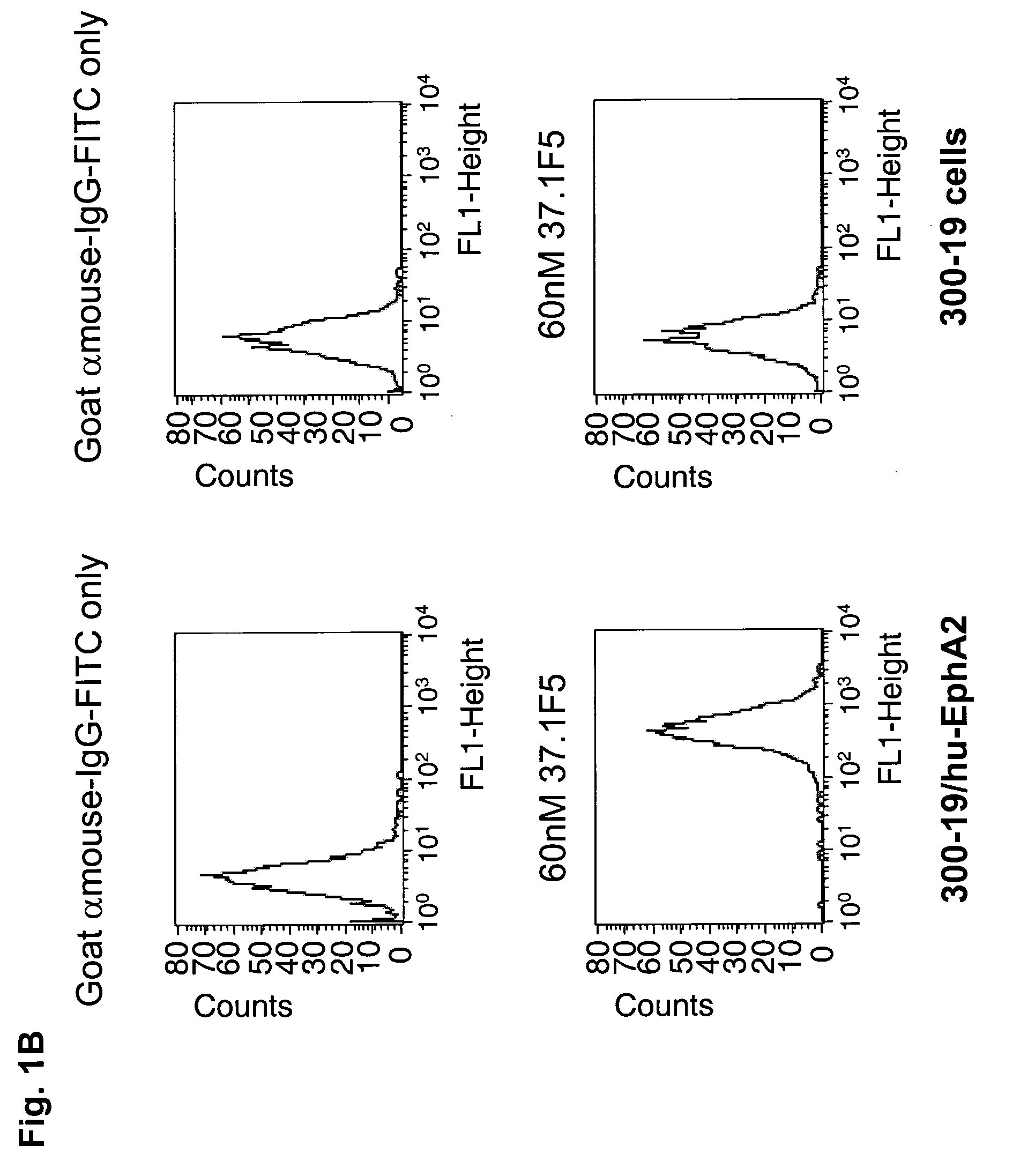 Antagonist antibody for the treatment of cancer