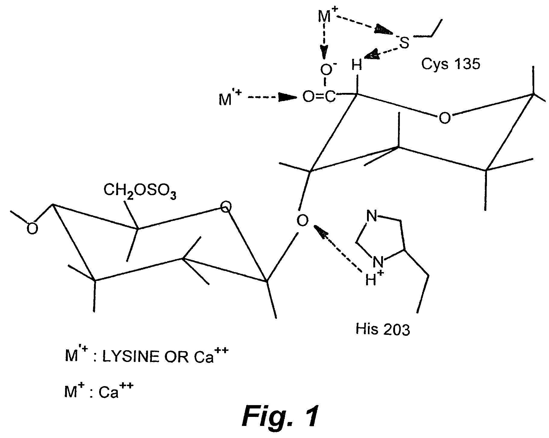 Rationally designed heparinases derived from heparinase I and II and methods of sequencing therewith