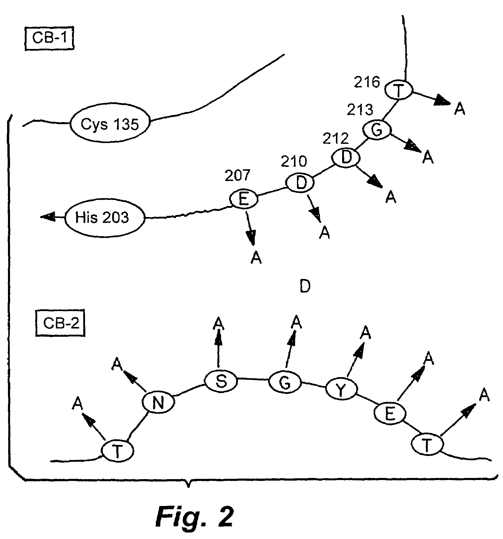 Rationally designed heparinases derived from heparinase I and II and methods of sequencing therewith