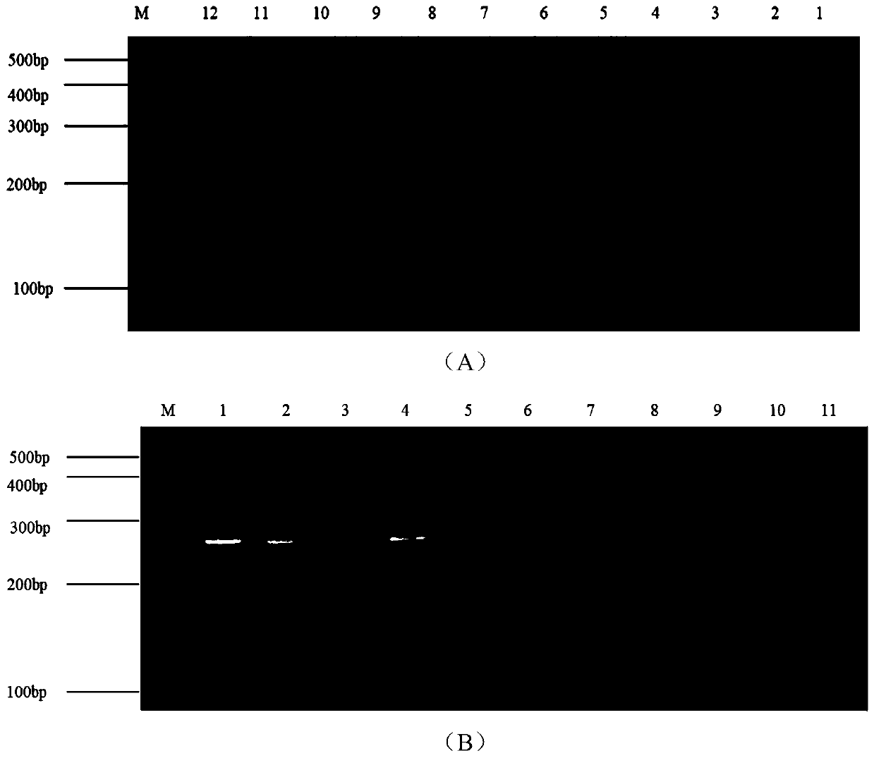 Screening and application of solanum melongene SSR (Simple Sequence Repeats) molecular marker core primers