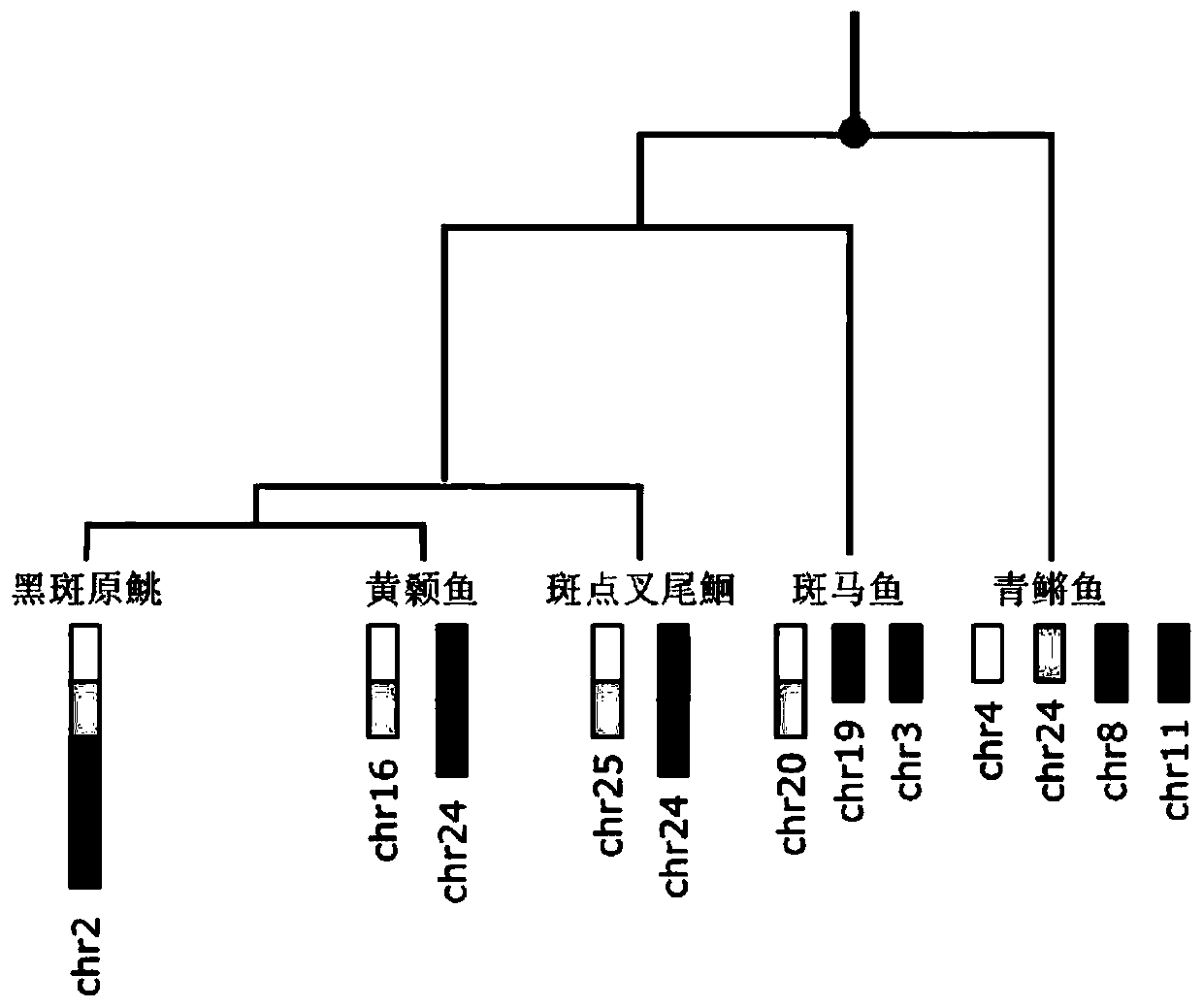 Method for comparative analysis of ancient chromosome evolution of sisoridae fishes
