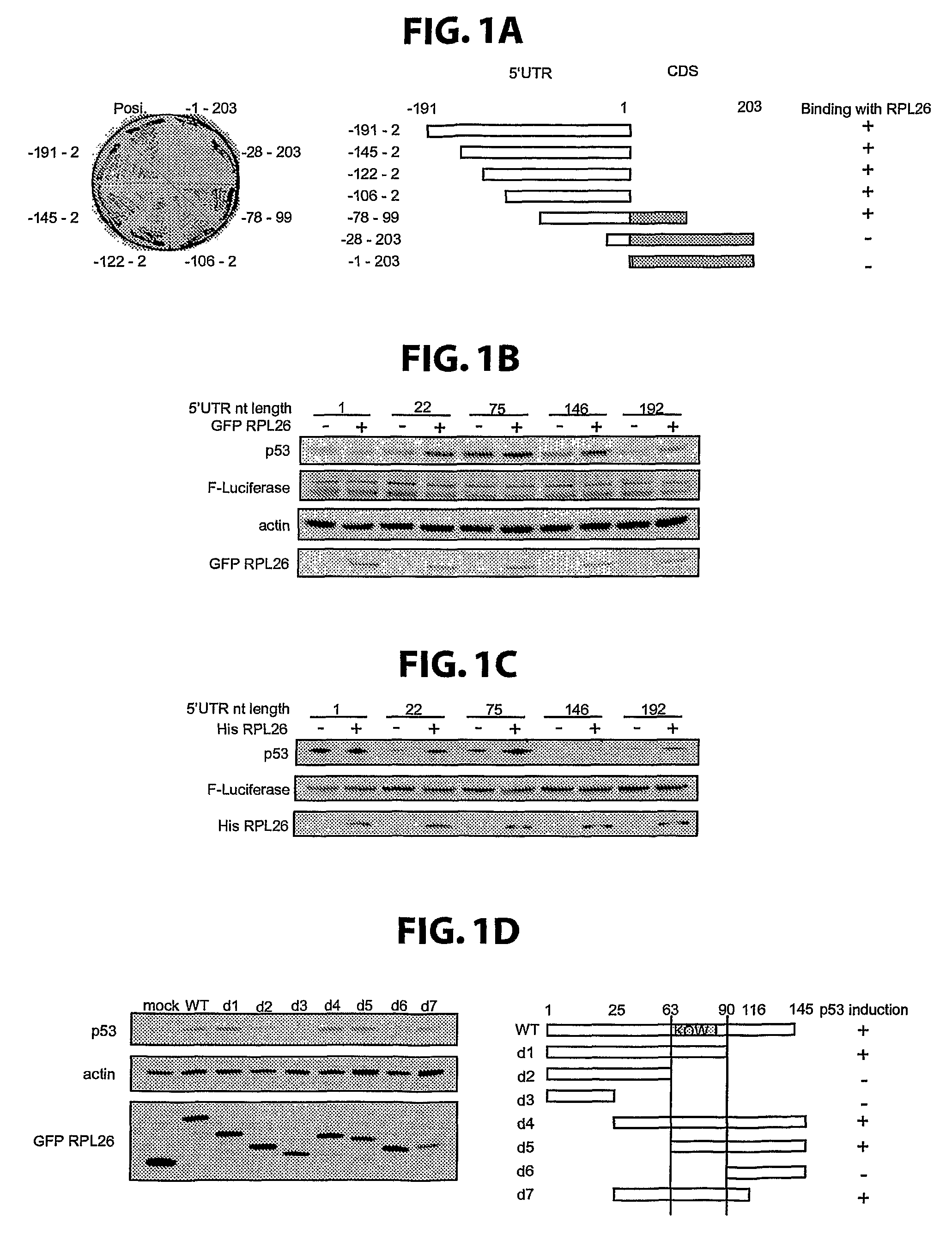 Methods for regulation of p53 translation and function