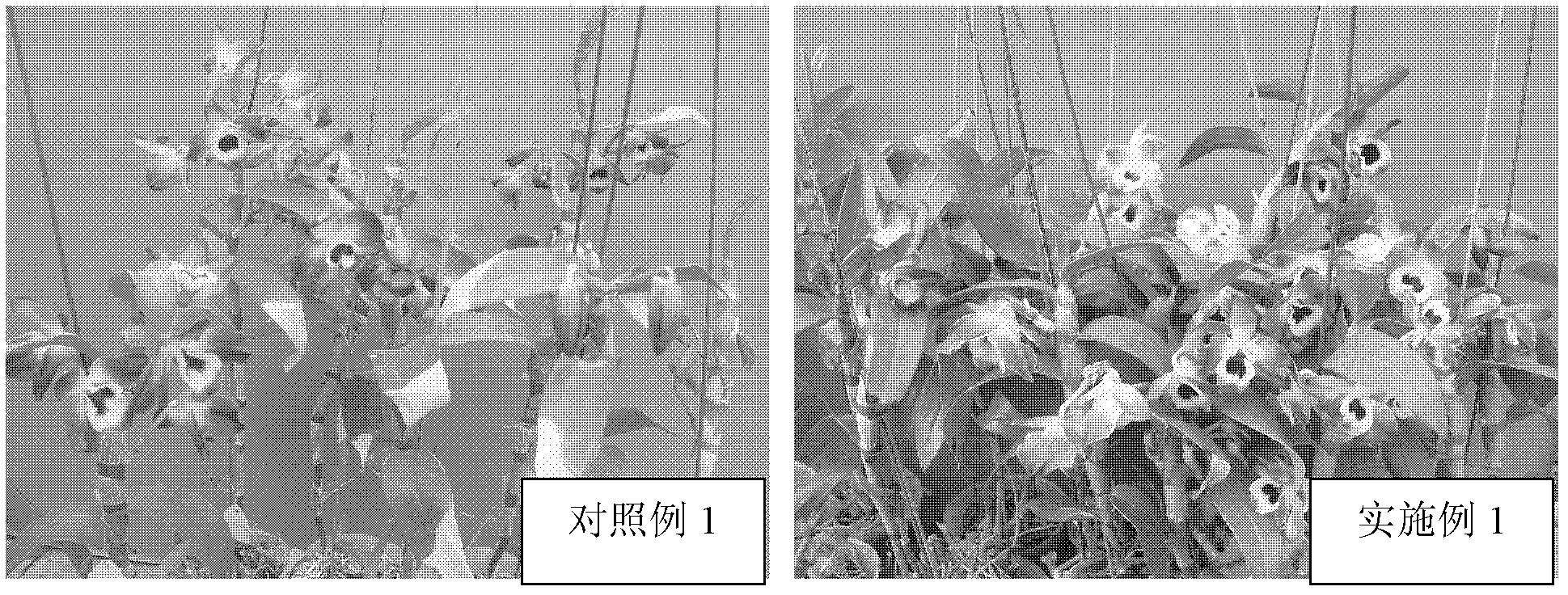 Method for promoting early flowering of Dendrobium nobile by combination of low temperature and plant growth regulator