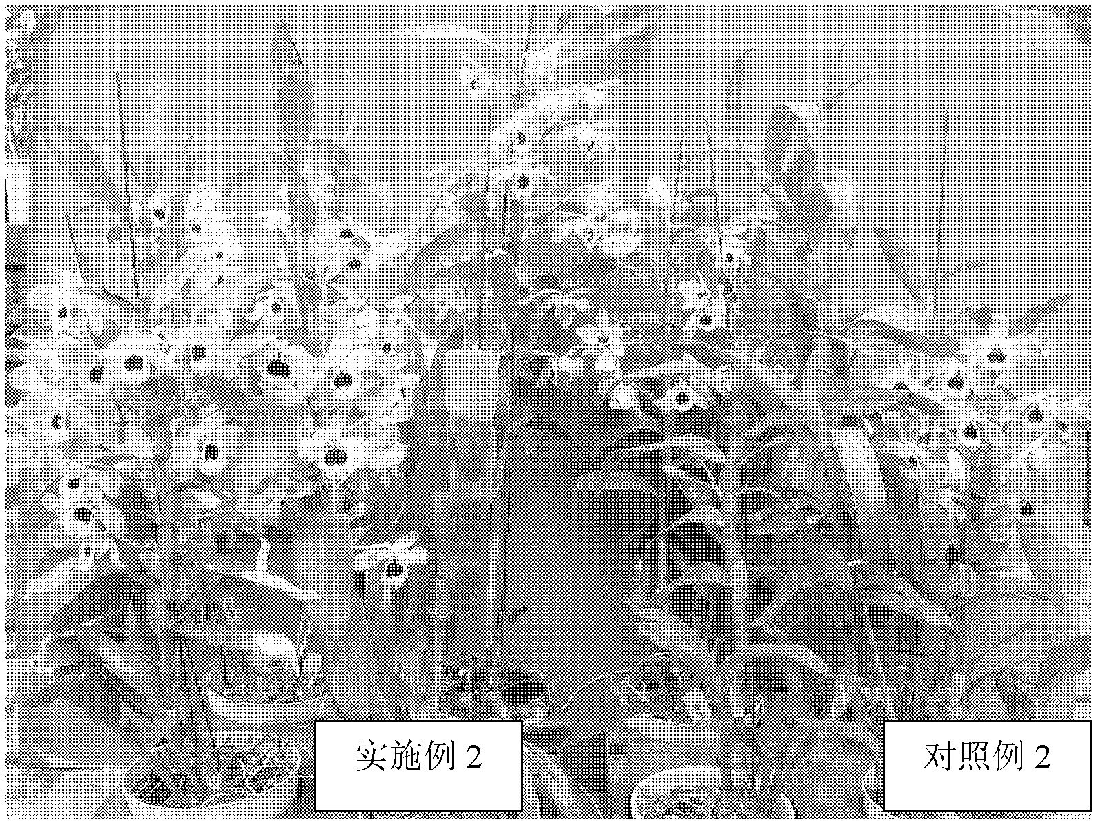 Method for promoting early flowering of Dendrobium nobile by combination of low temperature and plant growth regulator