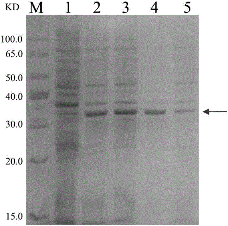 Method for transducing buffalo embryo with PEP-1 peptide concatemer mediated green fluorescent protein