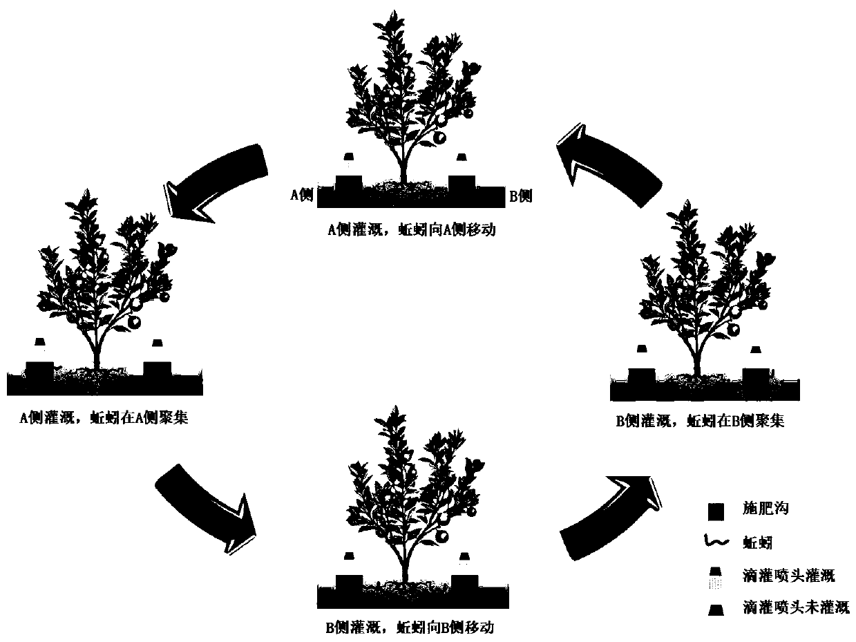 Method for biological cultivation of citrus orchard by inducing earthworms to directionally move through water and fertilizers