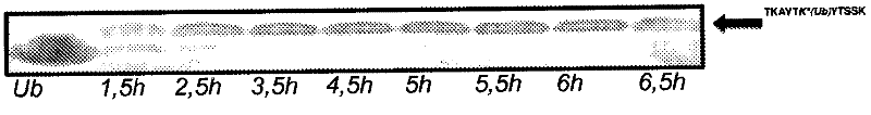 Lysine compounds and their use in site- and chemoselective modification of peptides and proteins