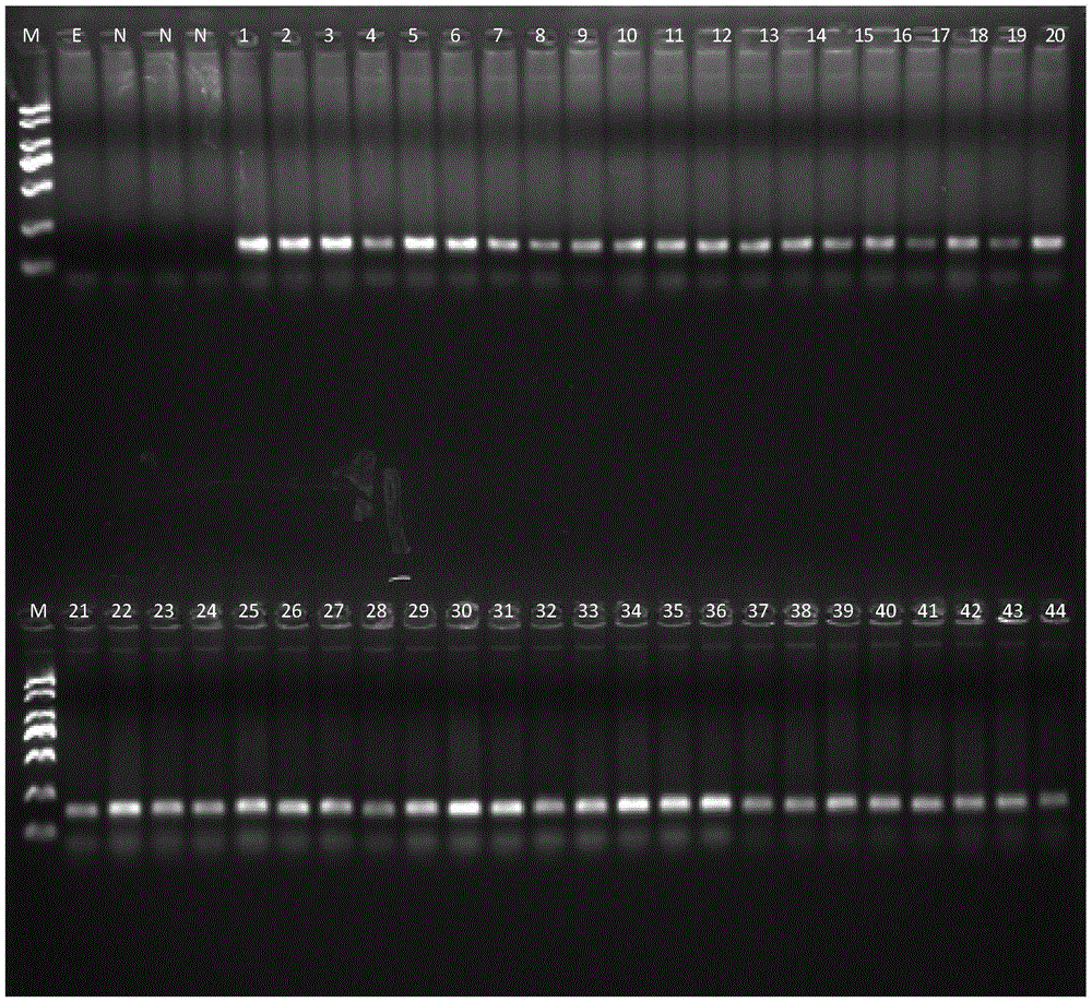 Detection kit for pig origin component identification and detection of multi-species origin components in products