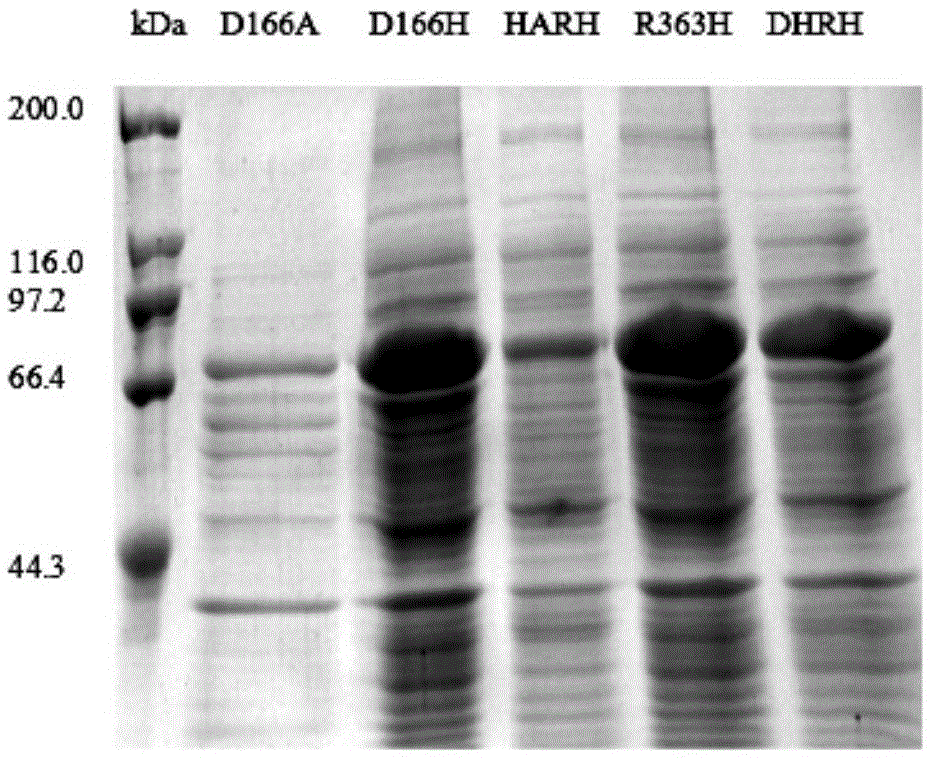 DBAT mutation enzyme D166H and application thereof