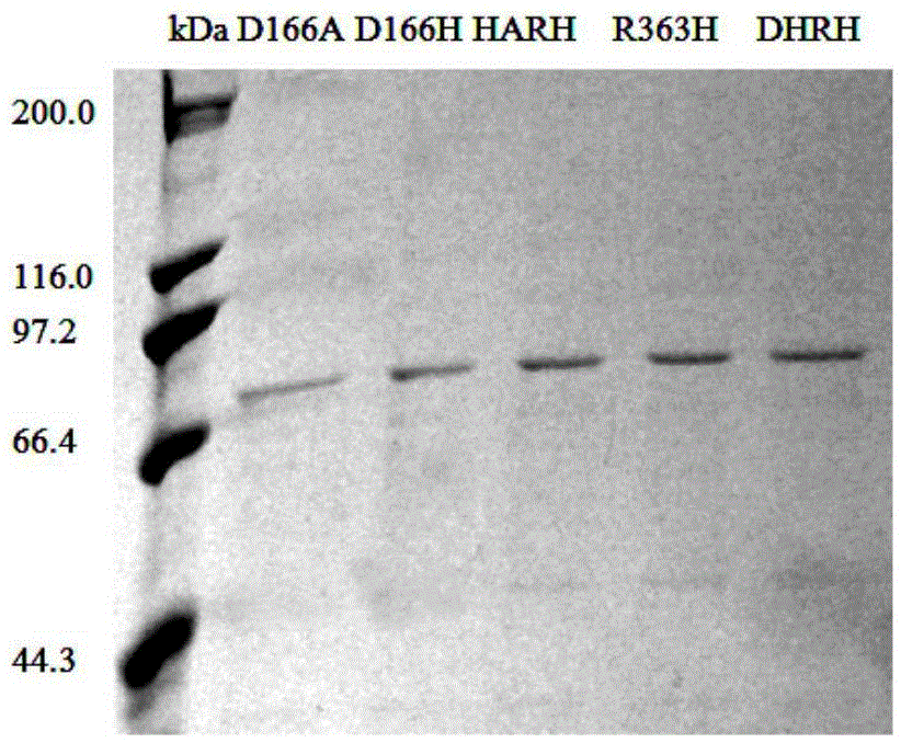 DBAT mutation enzyme D166H and application thereof
