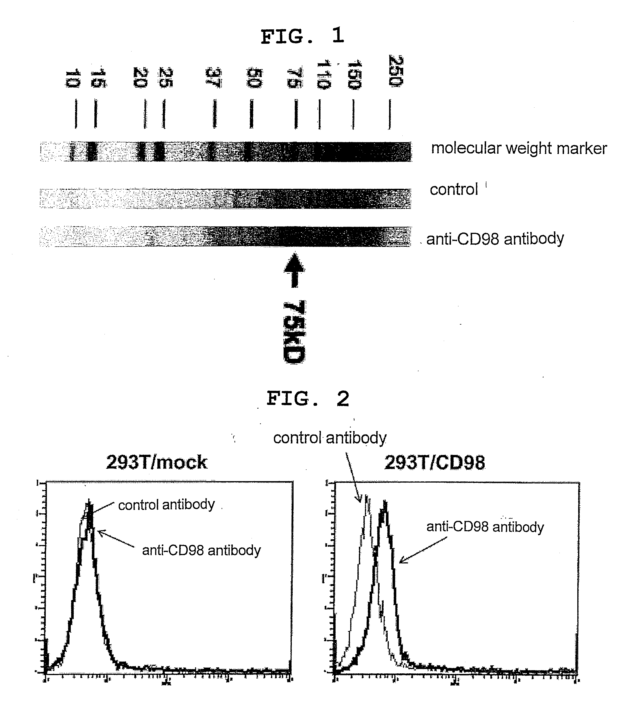 Novel Anti-cd98 antibody and use thereof