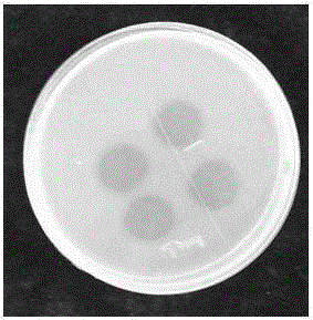 Preparation method of actinomycetes fibrinolytic enzyme